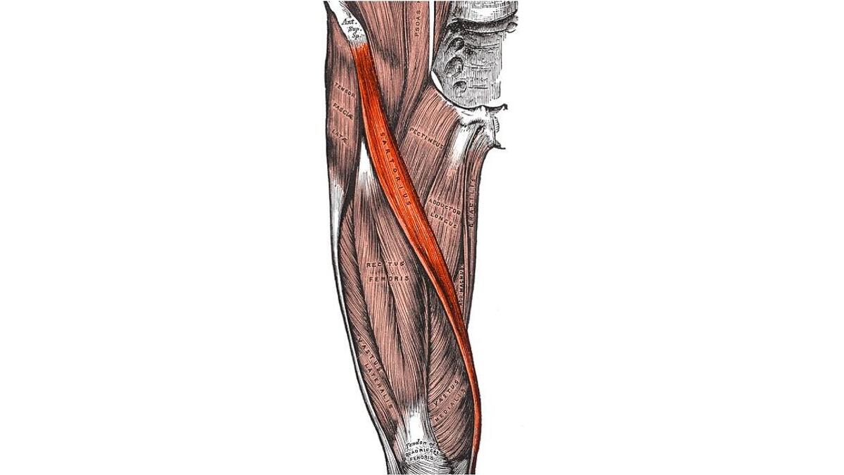 músculo sartorio